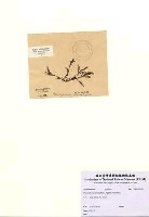 藏品(Pterosiphonia cloiophylla (C. Agardh) Falkenberg)的圖片